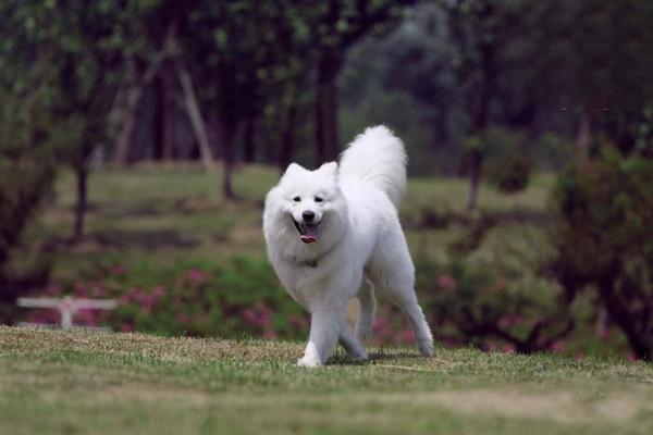 犬瘟最简单的治疗方法，犬瘟的症状及用药