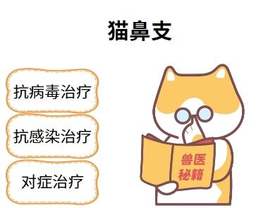 猫鼻支反反复复，怎么治疗最有效？