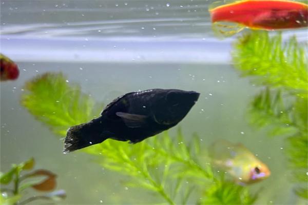 黑玛丽鱼多久繁殖一次？