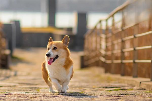 怎麼知道狗狗咳嗽是不是感冒症狀？