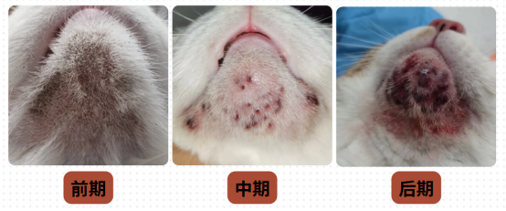 小貓黑下巴