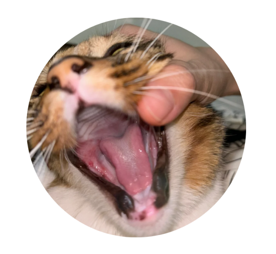 猫咪口炎怎么治疗？