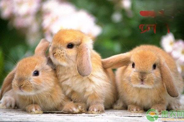 兔子相关行为表达
