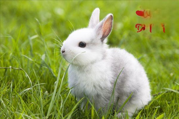 英国迷你垂耳兔&英国斑点兔&美国长毛垂耳兔
