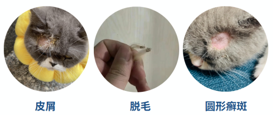 猫耳朵上长癣的症状
