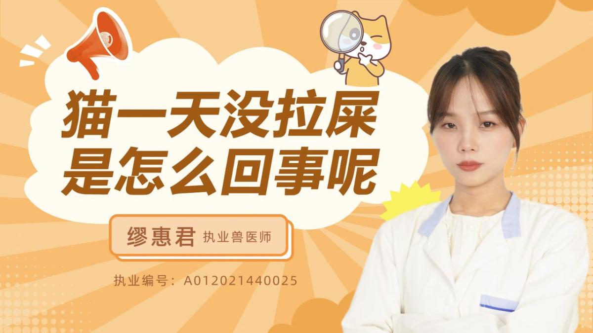 猫一天没拉屎是怎么回事呢