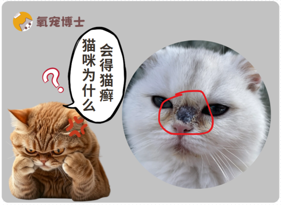 猫咪得猫癣的五大元凶，第三个你肯定想不到！