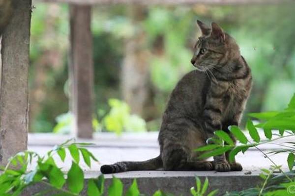 猫咪的牙结石治疗及预防