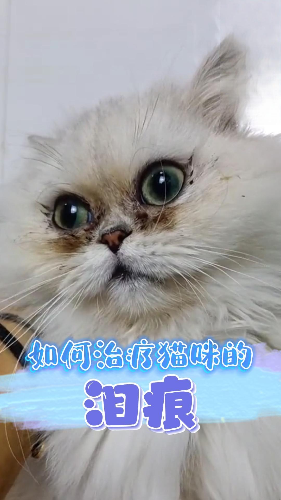 如何治疗猫咪的泪痕