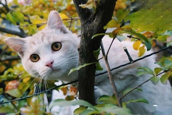 如何飼養幼年虎斑貓