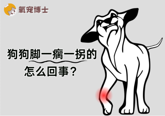狗狗走路一瘸一拐，竟是这些原因在作祟！