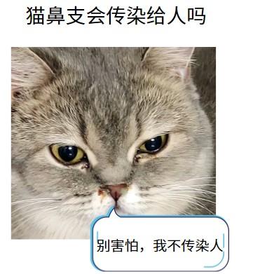 猫鼻支会传染给人吗？科学解答来了