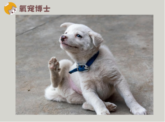 泰迪耳朵痒老是抓和摇头