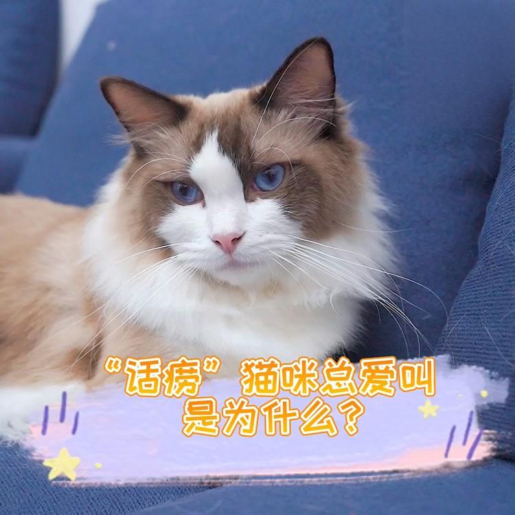 猫咪老是不停的叫是什么原因？