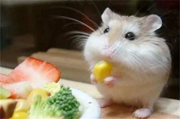 仓鼠吃什么会影响健康？