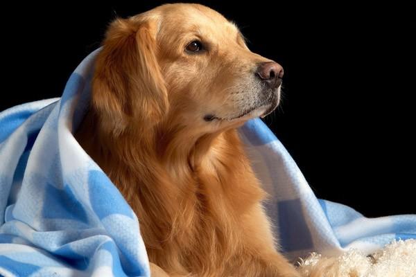 狗狗得了湿疹的症状与治疗方法
