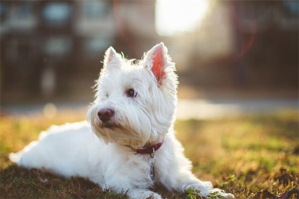 刚出生的小狗会携带狂犬病毒吗？