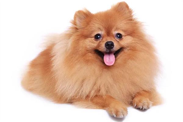狗狗为什么会肠梗阻？