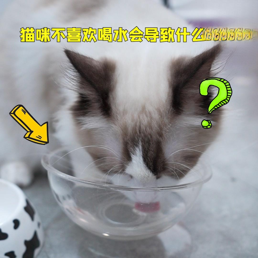 猫咪不喜欢喝水会导致什么问题