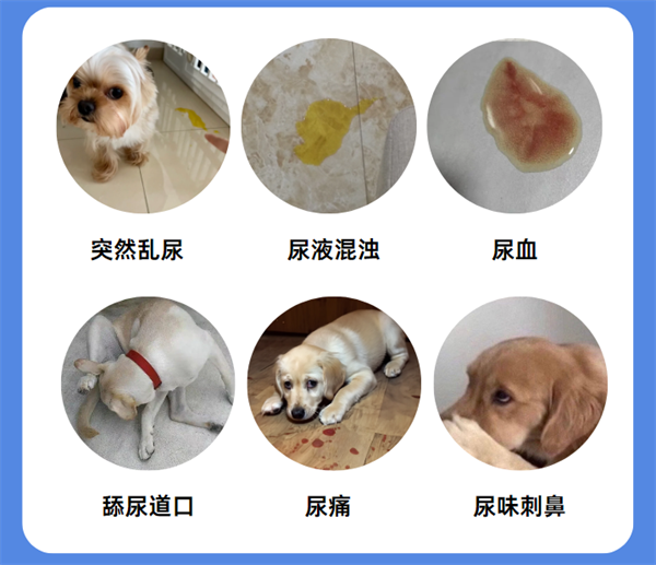 狗狗尿道炎症状