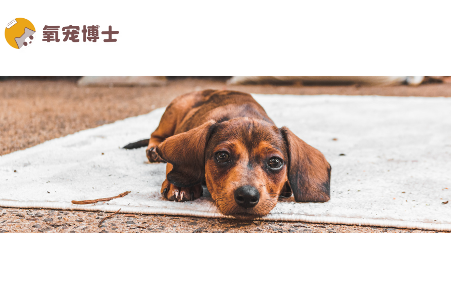 养狗必看！如何一眼分辨狗狗是骨折还是扭伤？