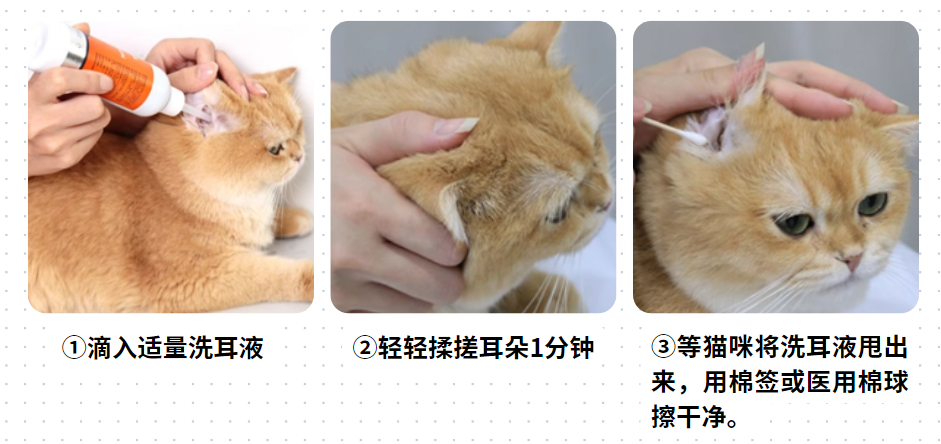 猫咪中耳炎怎么治疗