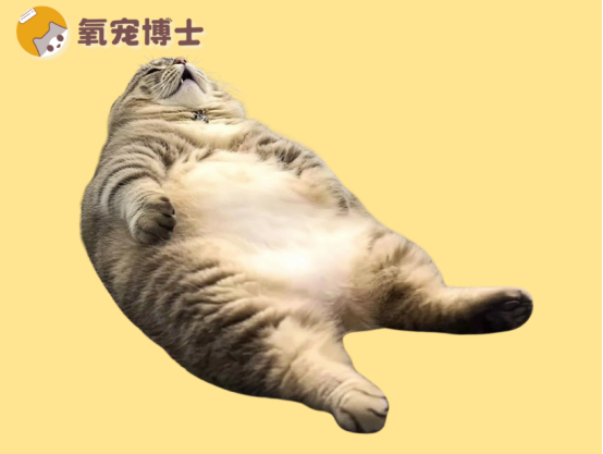 貓咪拉稀像泥漿還惡臭？揪出3大元兇！