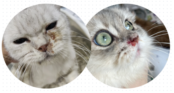 猫鼻支用什么药