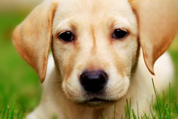 犬傳染性肝炎的症狀與治療