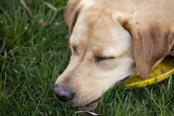 狗狗经常吃草会伤害身体吗
