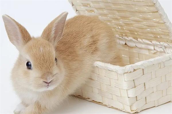 种兔的繁殖期和最佳利用年限