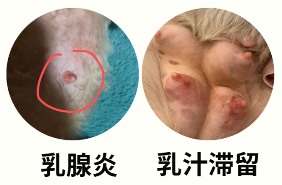 狗狗堵奶乳房有硬块