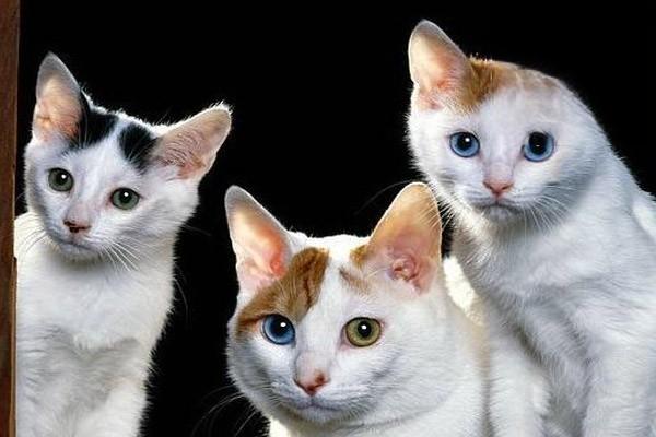 猫泛白细胞减少症是猫瘟吗