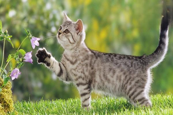 夏天开空调猫咪应该注意什么