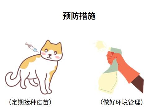 猫鼻支的全方位治疗攻略