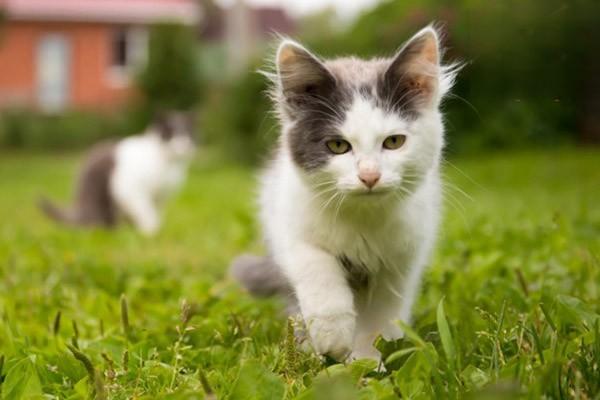 猫毛囊炎的症状与怎么治疗