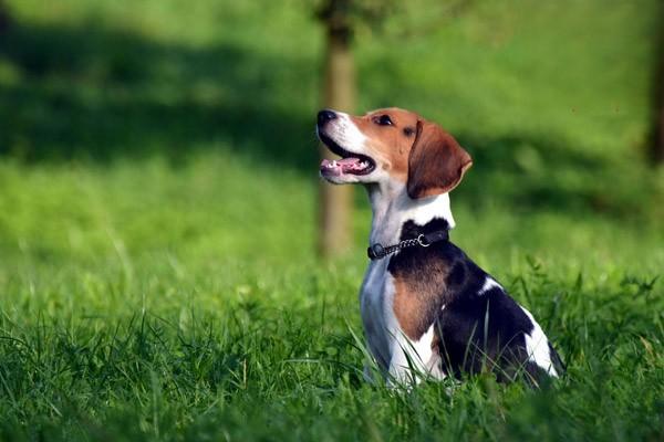 比格犬智商怎麼樣