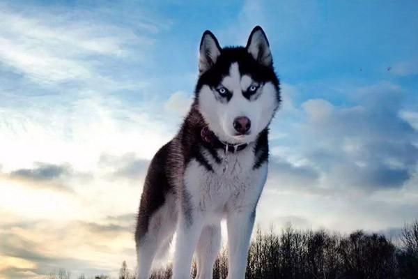 蘇格蘭牧羊犬性格怎麼樣