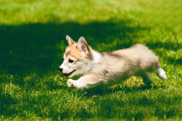 犬瘟熱初期症狀的表現