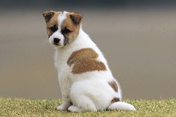 緝毒犬有哪些品種