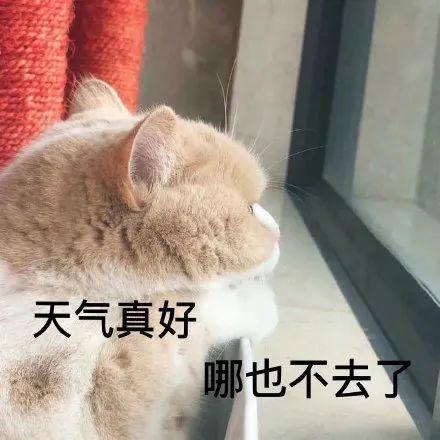 猫癣怎么治疗？