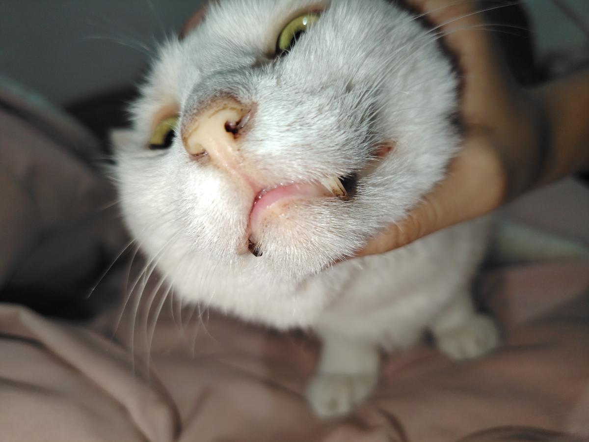 https://s.isdpp.com/images/9m6EApf11x0ilfuu
