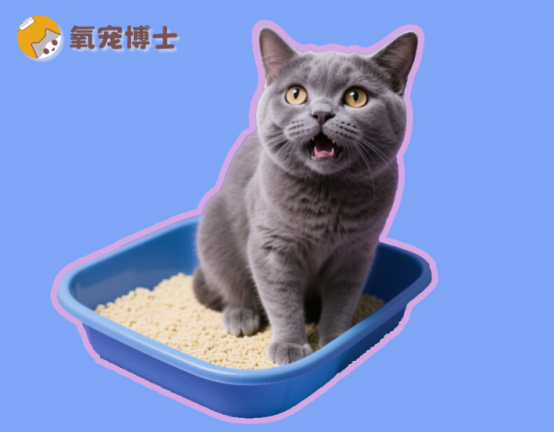 小猫尿不出来尿怎么办？超过这个时间要马上就医！