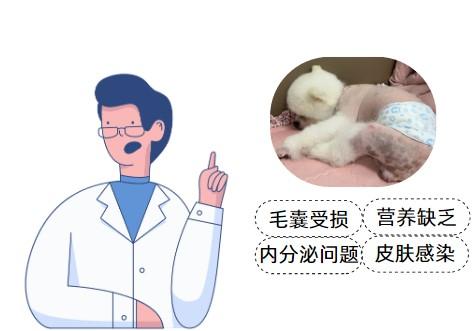 博美犬不长毛皮肤变黑怎么办？