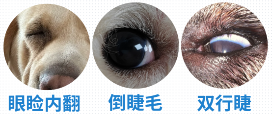狗狗淚痕的原因