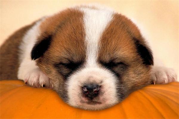 狗狗喜欢趴在主人身上睡觉是什么原因？