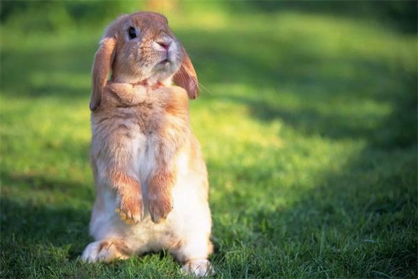 兔子突然变飞机耳是怎么回事？