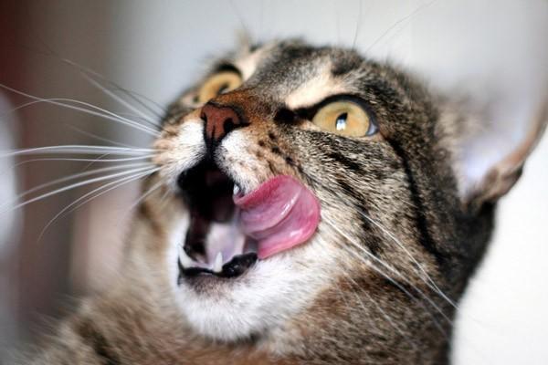 猫咪口腔常见疾病及护理