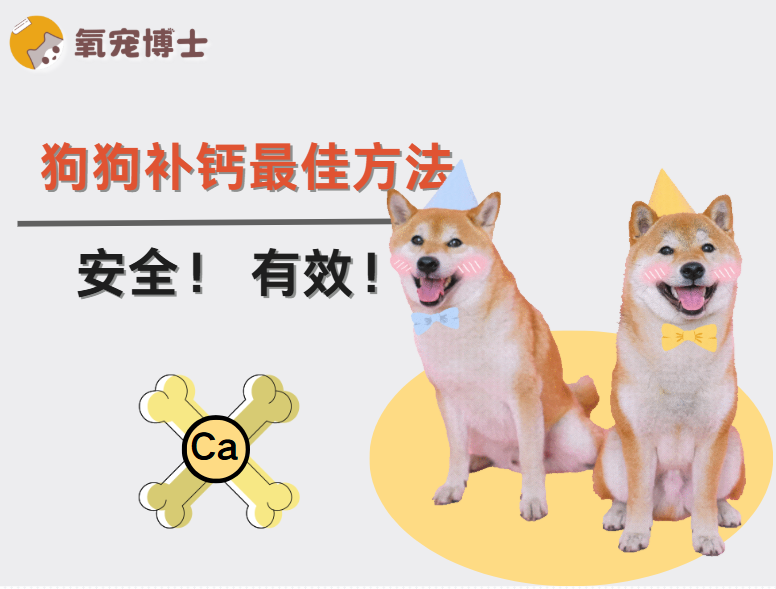 狗狗补钙的最佳方法，这些关键要点需牢记！