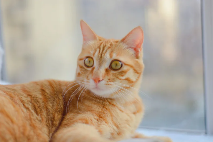 准备带着猫咪搬家？你必须注意这些事